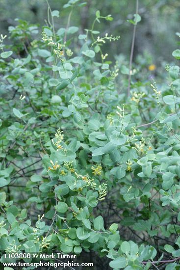 Lonicera interrupta