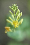 Chaparral Honeysuckle blossoms detail