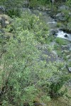 California Coffeeberry on bank of Salt Creek