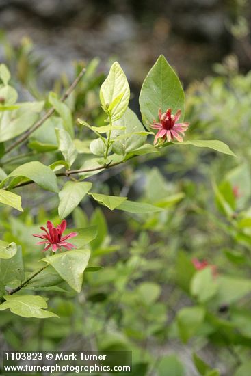 Calycanthus occidentalis