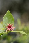 Western Sweetshrub blossom & foliage