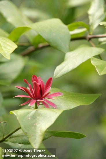 Calycanthus occidentalis