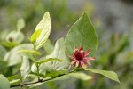 Western Sweetshrub blossom & foliage