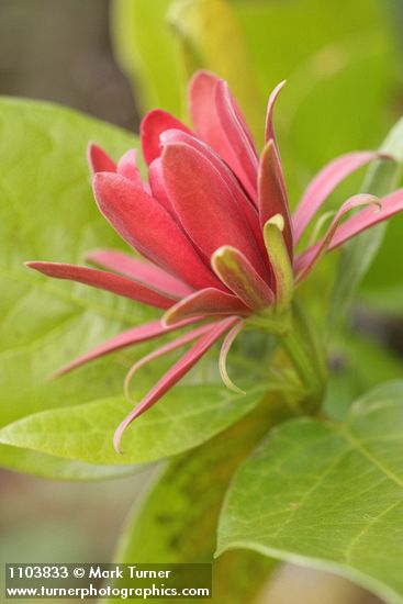 Calycanthus occidentalis