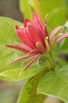 Western Sweetshrub blossom detail