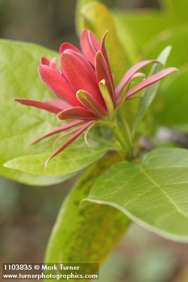 Calycanthus occidentalis