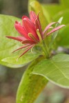 Western Sweetshrub blossom detail