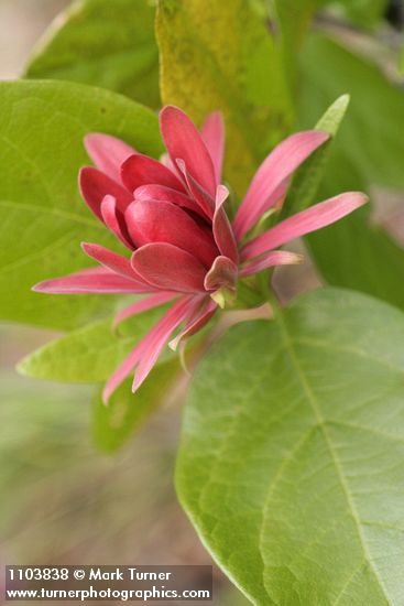 Calycanthus occidentalis