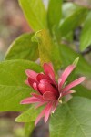 Western Sweetshrub blossom detail