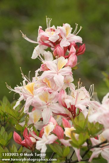 Rhododendron occidentale