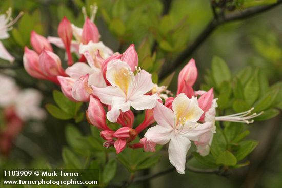 Rhododendron occidentale