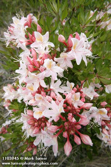 Rhododendron occidentale