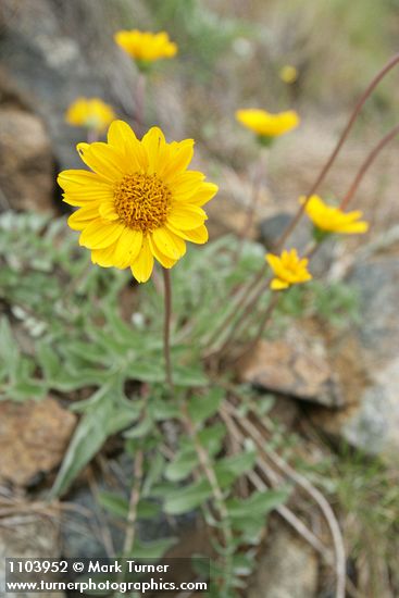 Balsamorhiza sericea