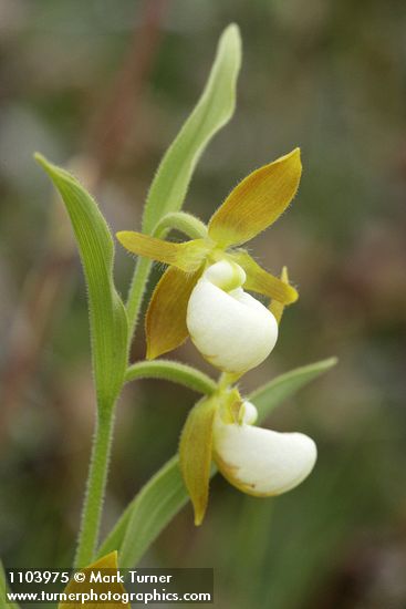 Cypripedium californicum