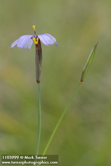 Sisyrinchium idahoense