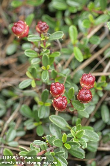 Ceanothus pumilus