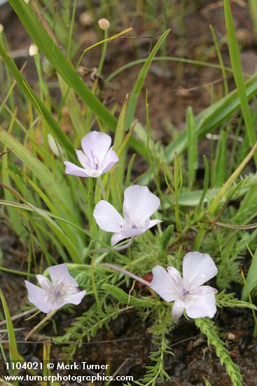 Calochortus uniflorus