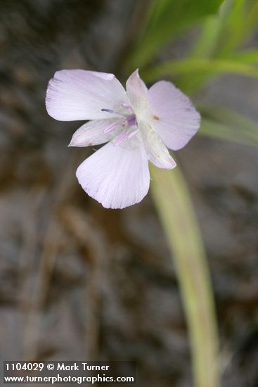 Calochortus uniflorus