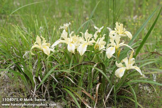 Iris bracteata