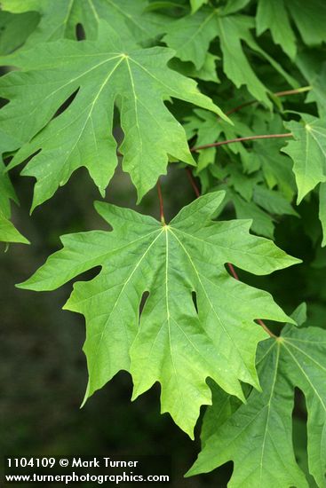 Acer macrophyllum