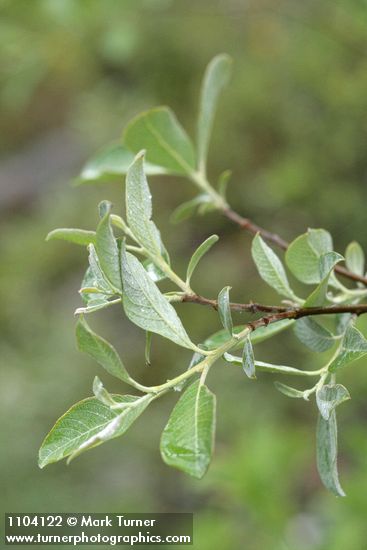 Salix delnortensis