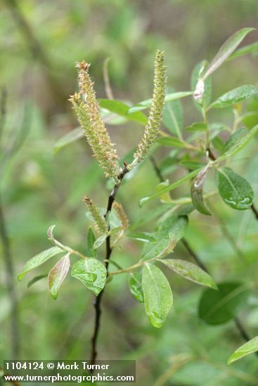 Salix delnortensis