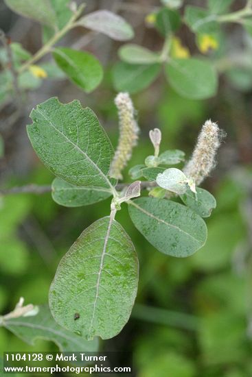 Salix delnortensis