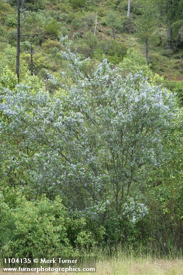 Ceanothus thyrsiflorus