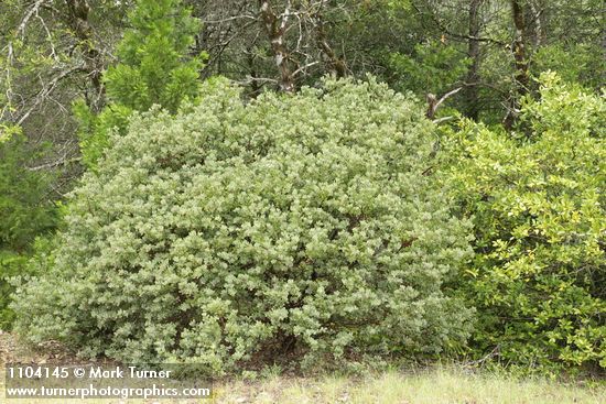 Arctostaphylos canescens