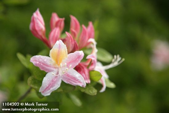 Rhododendron occidentale