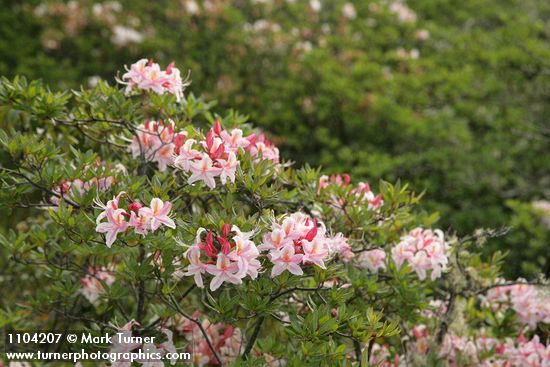 Rhododendron occidentale