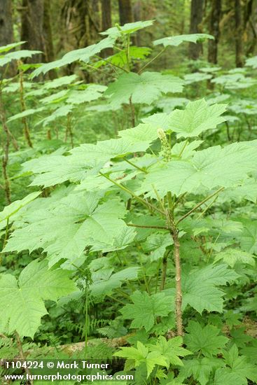 Oplopanax horridus