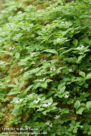 Cornus unalaschkensis