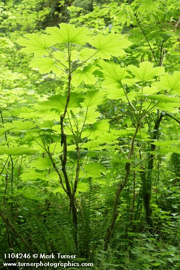 Oplopanax horridus