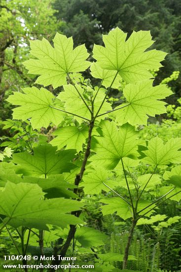 Oplopanax horridus