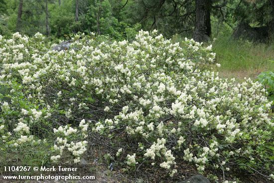 Ceanothus velutinus