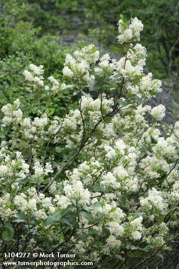 Ceanothus velutinus