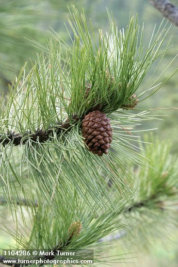 Pinus ponderosa