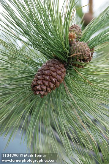 Pinus ponderosa