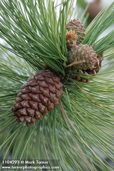 Pinus ponderosa