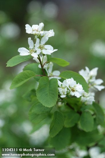 Amelanchier pumila