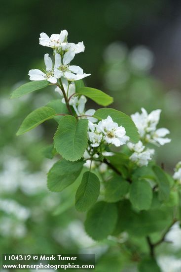 Amelanchier pumila