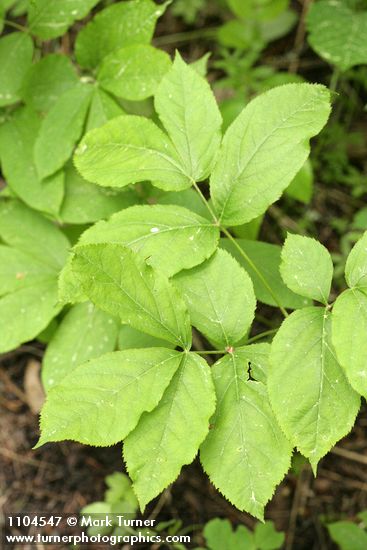 Aralia nudicaulis