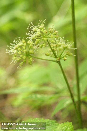 Aralia nudicaulis