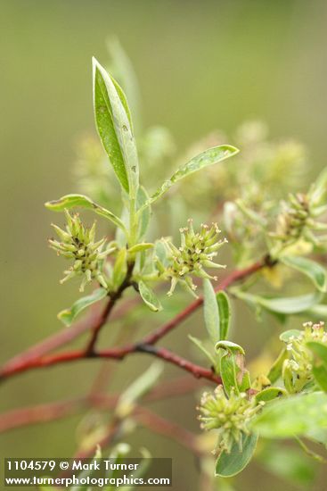 Salix geyeriana