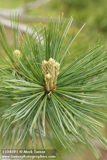 Pinus monticola