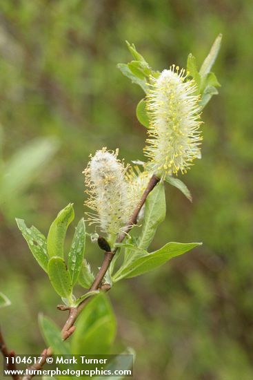 Salix commutata