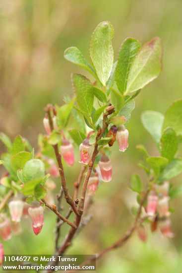 Vaccinium uliginosum