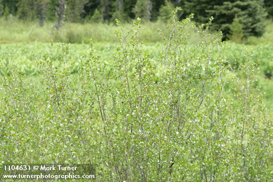 Betula glandulosa