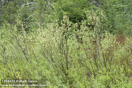 Salix geyeriana